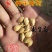 淘宝网搜索店铺：新货廊。葫芦种子150余种子支持淘宝和微