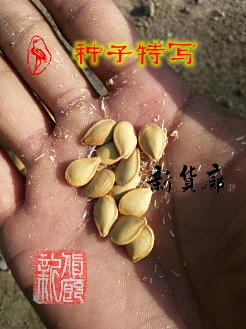 淘宝网搜索店铺：新货廊。葫芦种子150余种子支持淘宝和微