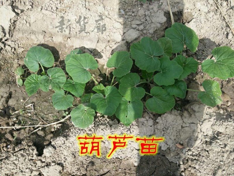 淘宝网搜索店铺：新货廊。葫芦种子150余种子支持淘宝和微