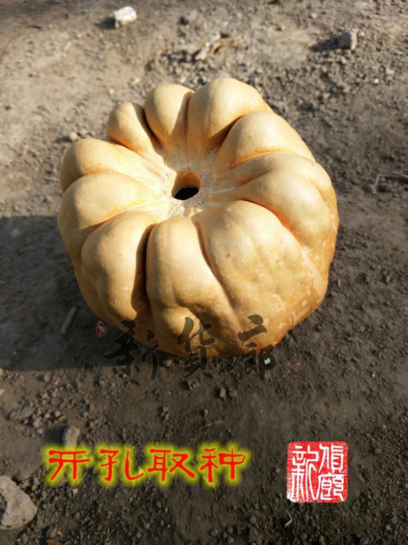 淘宝网搜索店铺：新货廊。葫芦种子150余种子支持淘宝和微