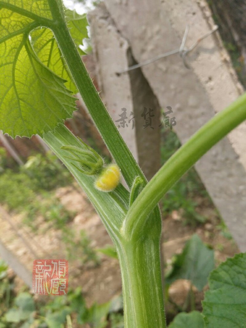 淘宝网搜索店铺：新货廊。葫芦种子150余种子支持淘宝和微