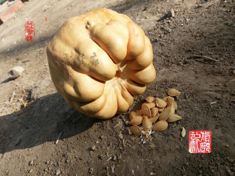 淘宝网搜索店铺：新货廊。葫芦种子150余种子支持淘宝和微