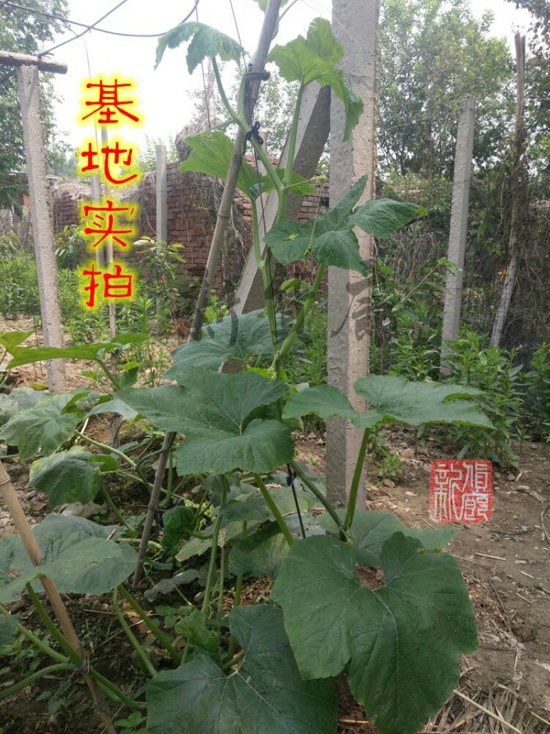 淘宝网搜索店铺：新货廊。葫芦种子150余种子支持淘宝和微