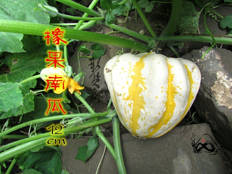 淘宝网搜索店铺：新货廊。葫芦种子150余种子支持淘宝和微