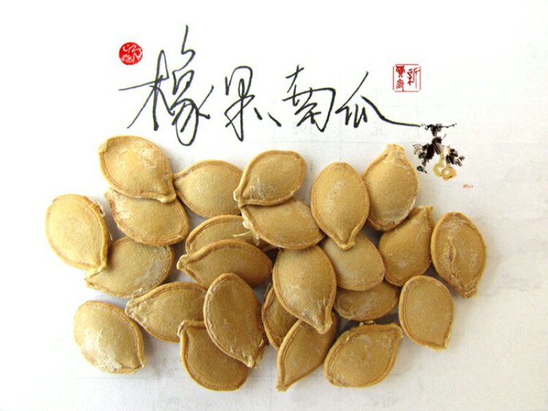 淘宝网搜索店铺：新货廊。葫芦种子150余种子支持淘宝和微