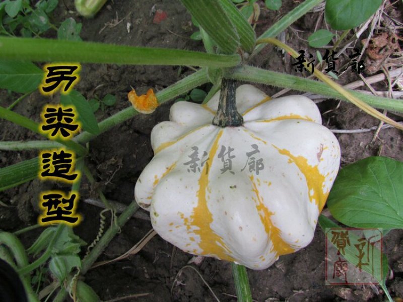 淘宝网搜索店铺：新货廊。葫芦种子150余种子支持淘宝和微