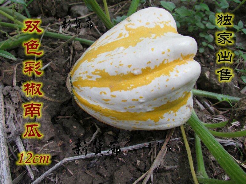 淘宝网搜索店铺：新货廊。葫芦种子150余种子支持淘宝和微