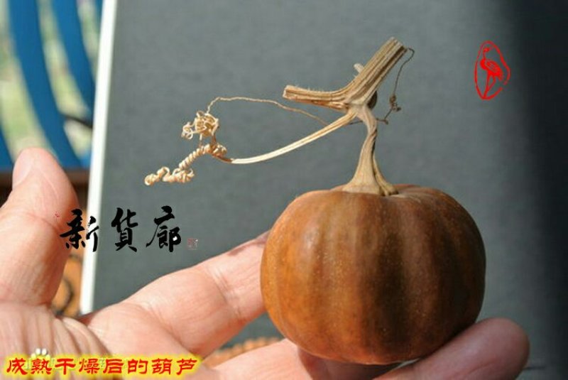 淘宝网搜索店铺：新货廊。葫芦种子150余种子支持淘宝和微