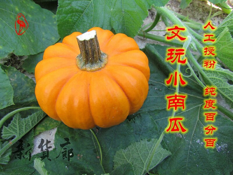 淘宝网搜索店铺：新货廊。葫芦种子150余种子支持淘宝和微
