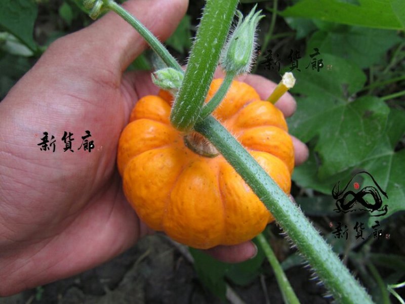 淘宝网搜索店铺：新货廊。葫芦种子150余种子支持淘宝和微
