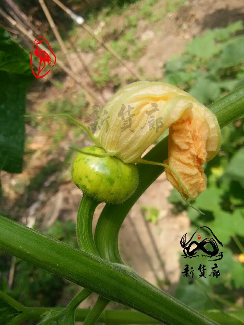 淘宝网搜索店铺：新货廊。葫芦种子150余种子支持淘宝和微