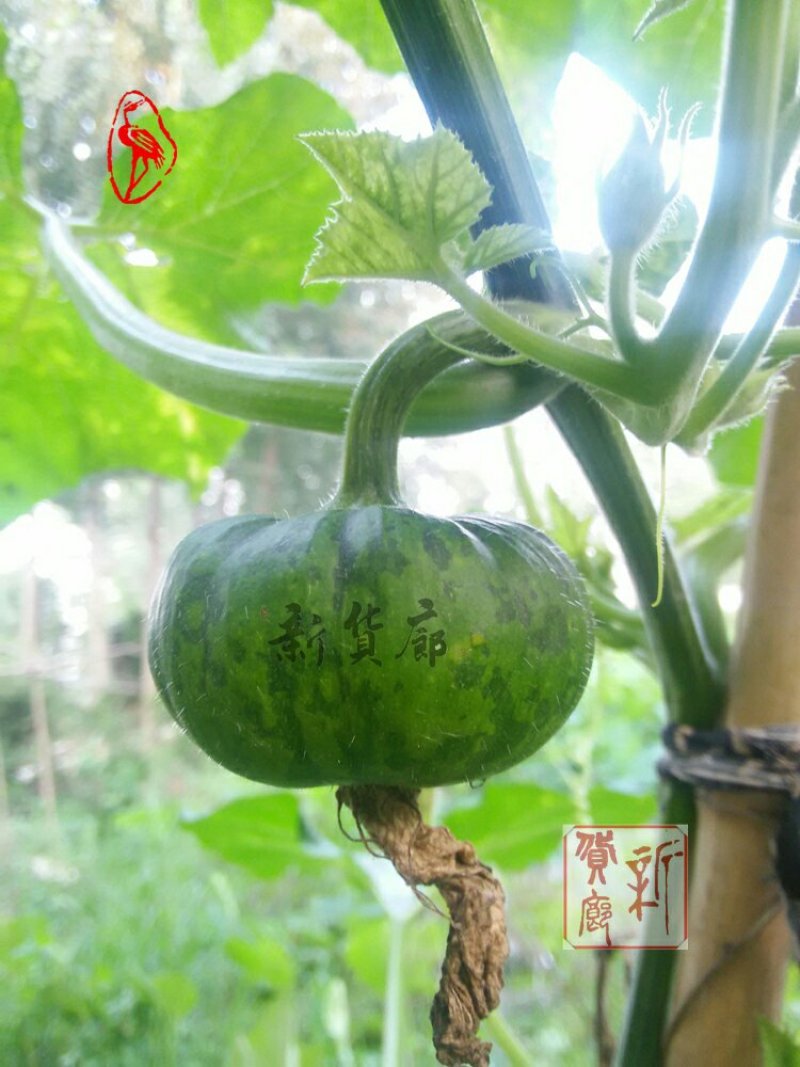 淘宝网搜索店铺：新货廊。葫芦种子150余种子支持淘宝和微