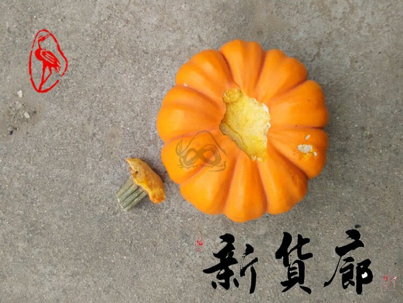 淘宝网搜索店铺：新货廊。葫芦种子150余种子支持淘宝和微