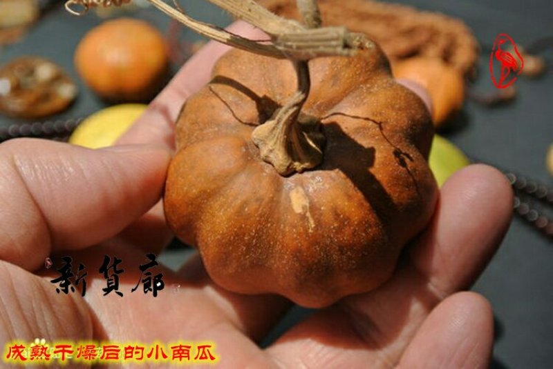 淘宝网搜索店铺：新货廊。葫芦种子150余种子支持淘宝和微