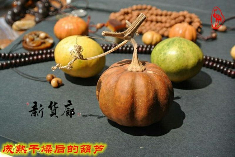 淘宝网搜索店铺：新货廊。葫芦种子150余种子支持淘宝和微