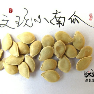 淘宝网搜索店铺：新货廊。葫芦种子150余种子支持淘宝和微