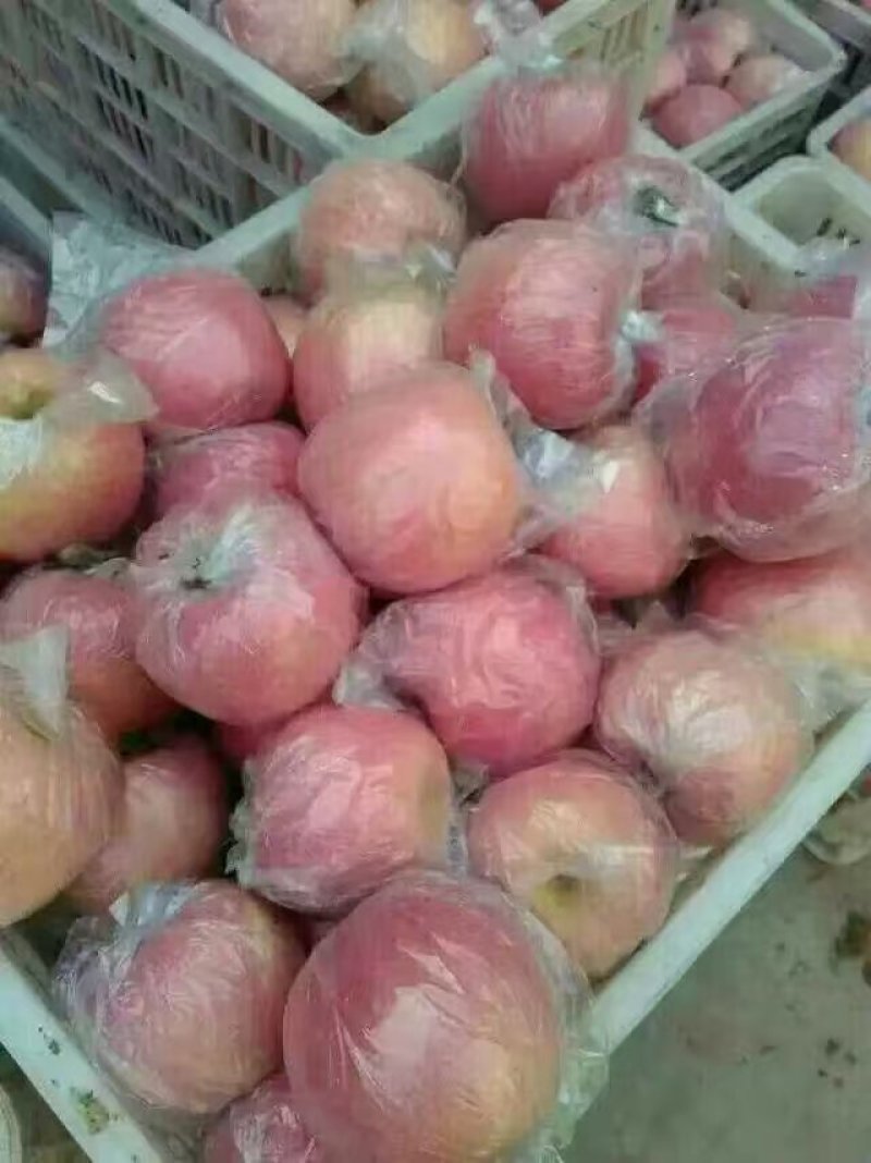红富士苹果膜袋口感好