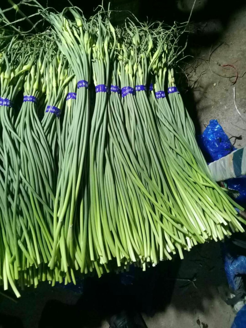 山东冷库蒜苔*红帽/白帽蒜苔*品类规格齐全