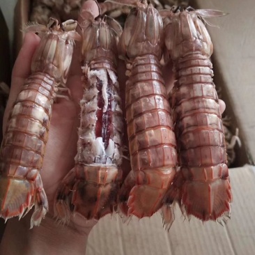 琵琶虾，虾爬子，肥度好，有膏，