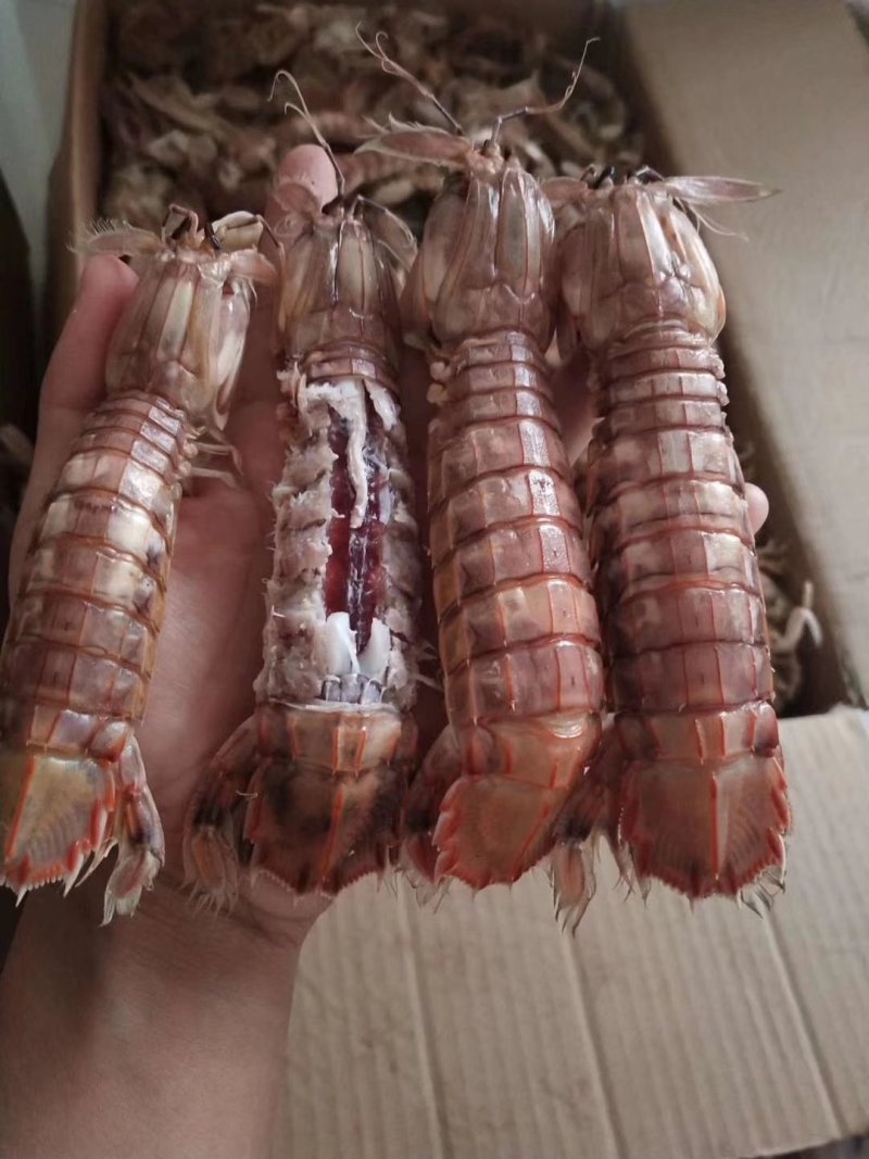 琵琶虾，虾爬子，肥度好，有膏，