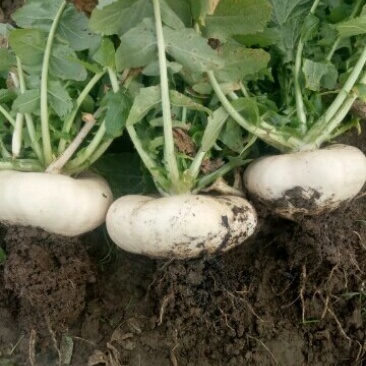 盘菜