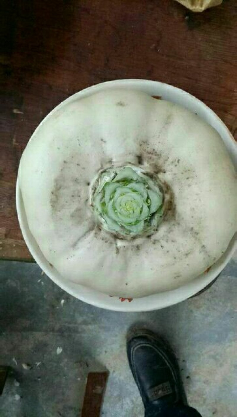 盘菜