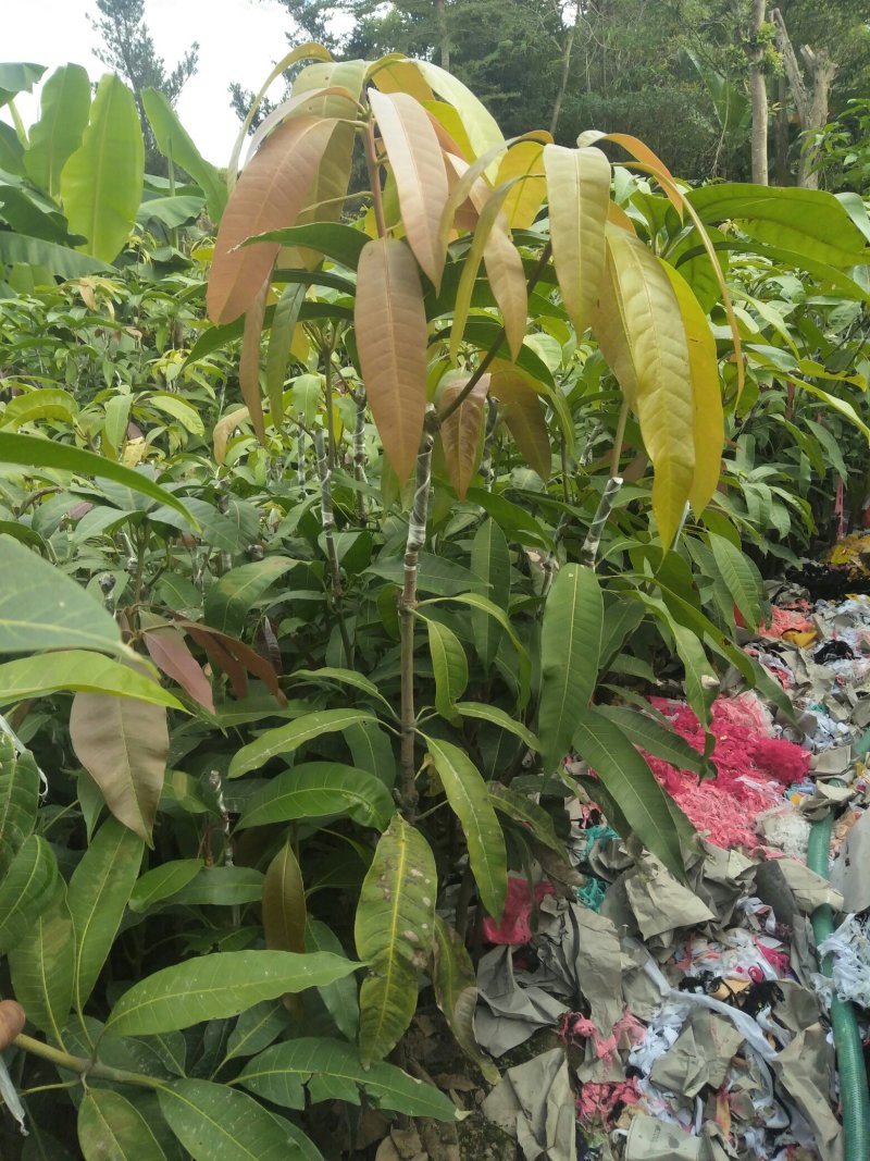 (包邮.包技术)金煌芒，四季蜜芒嫁接苗次年可挂果