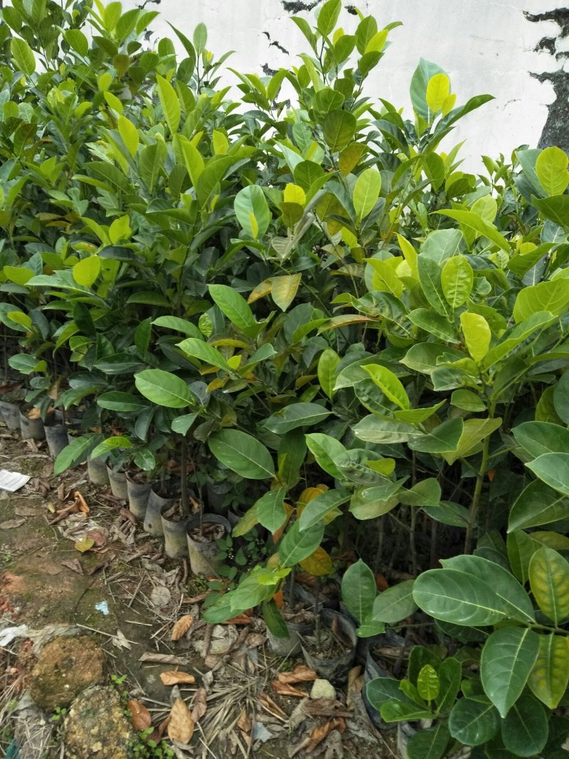 菠萝蜜树苗(原土中杯苗)嫁接苗泰国12号8号5号马来一号