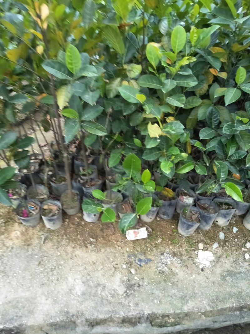 菠萝蜜树苗(原土中杯苗)嫁接苗泰国12号8号5号马来一号