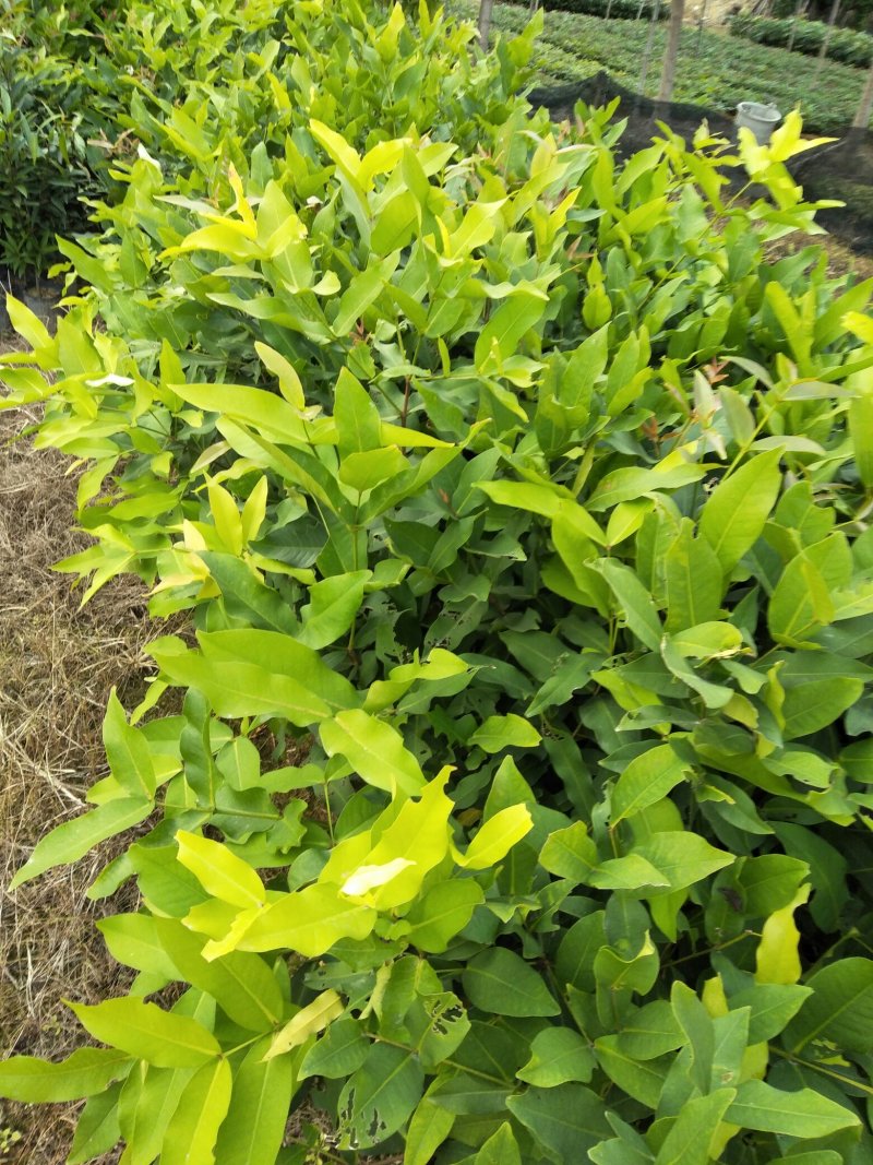 莲雾果树苗(大称砣)0.6米高左右中杯苗次年可结果