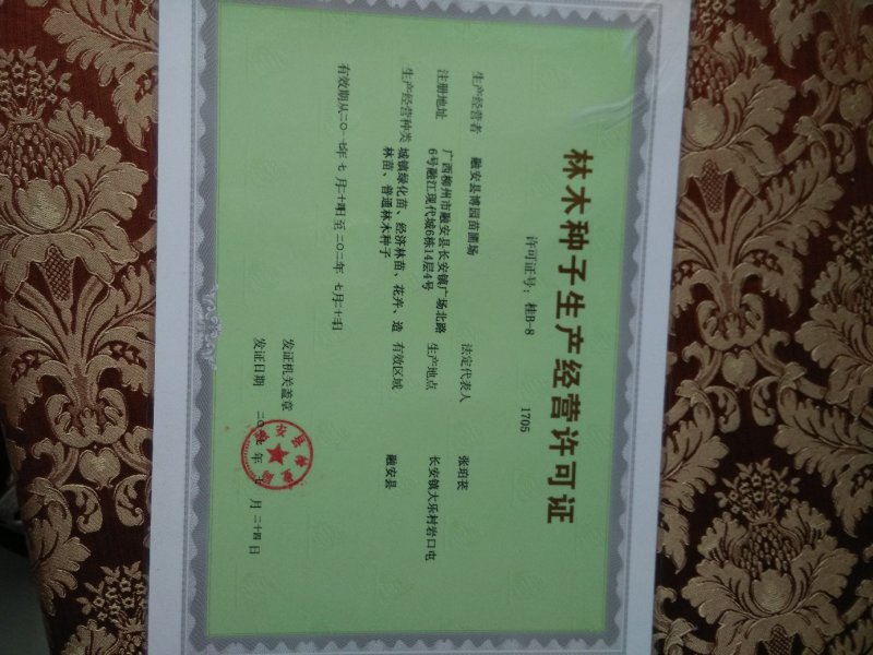杉树苗，杉木苗，刺杉苗，香杉苗