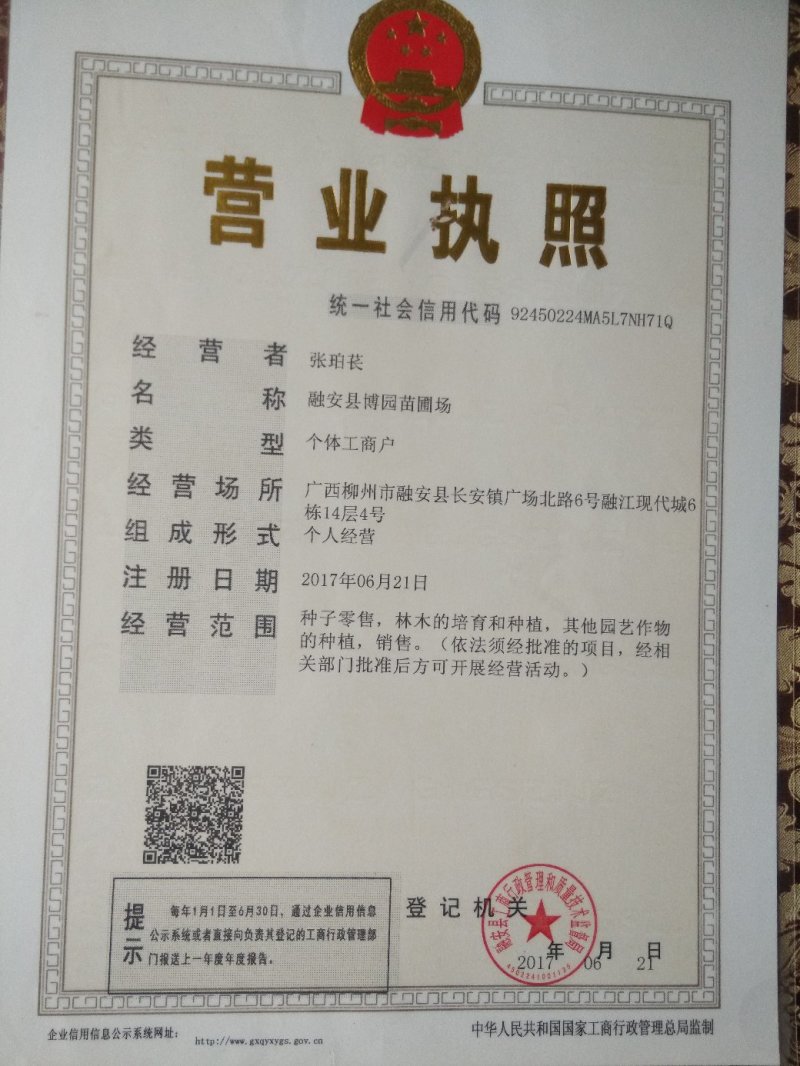 杉树苗，杉木苗，刺杉苗，香杉苗