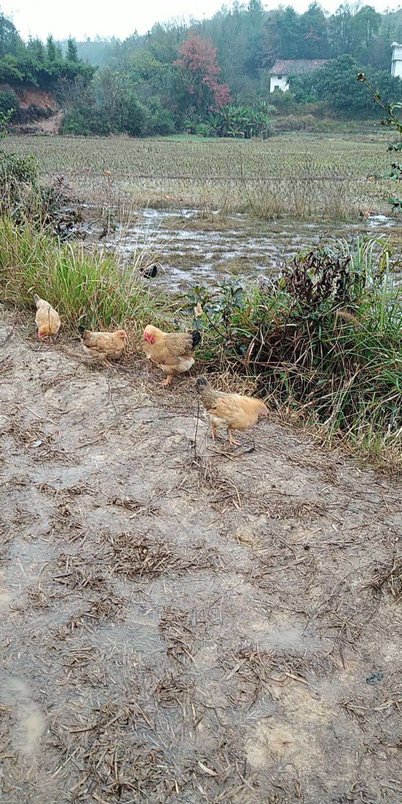 现货出售散养土鸡肉质鲜美