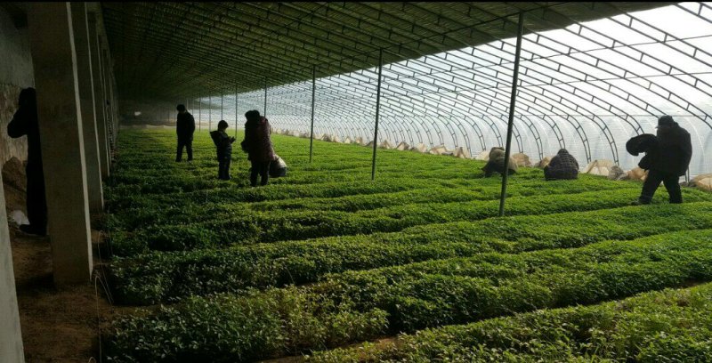 线椒苗辣椒苗螺丝青椒苗成活率高包邮免费提供技术