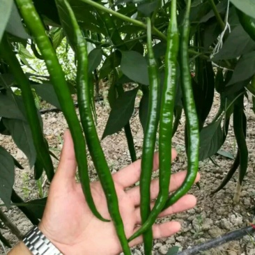 线椒苗辣椒苗螺丝青椒苗成活率高包邮免费提供技术
