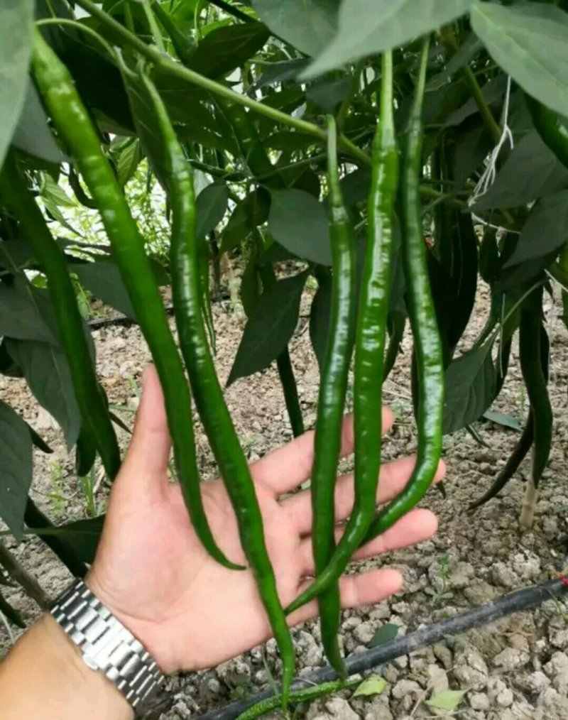 线椒苗辣椒苗螺丝青椒苗成活率高包邮免费提供技术