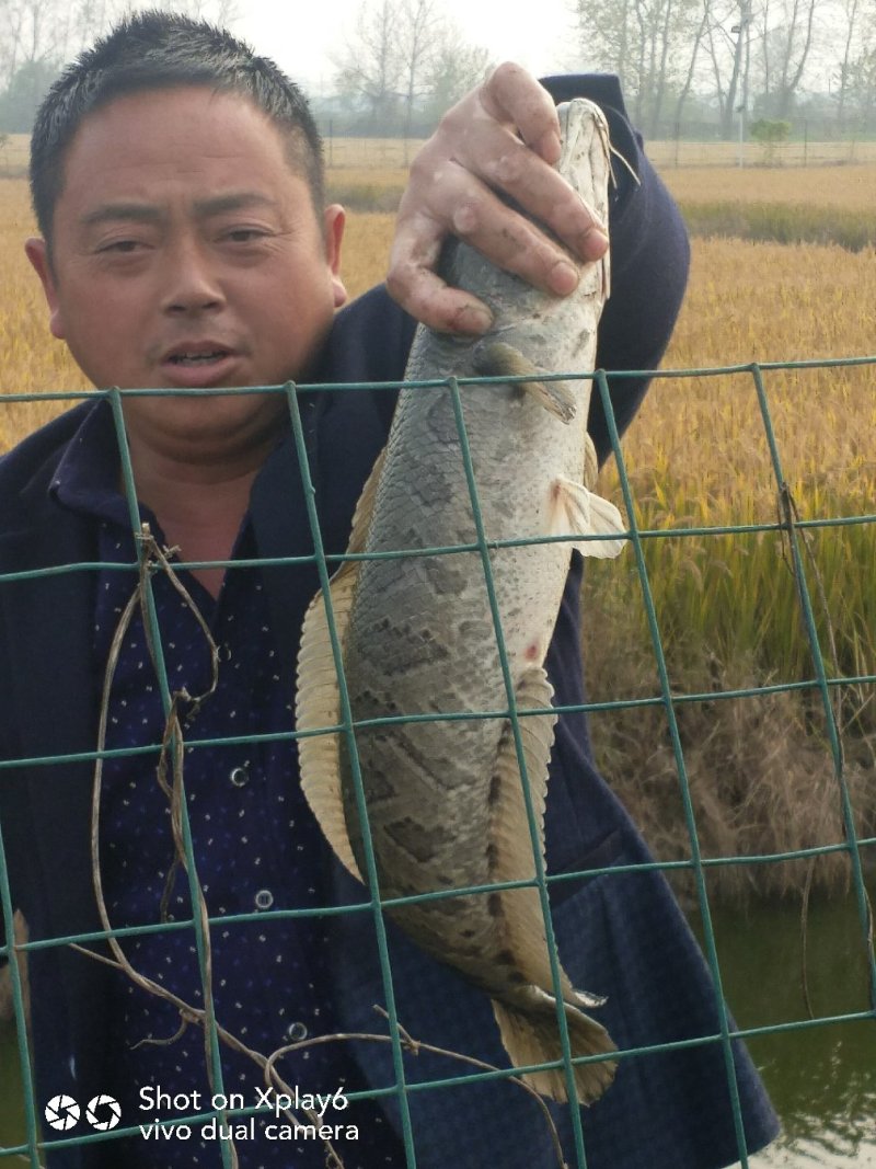 稻田纯生态养殖黑鱼，规格2～5斤