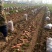 三红萝卜