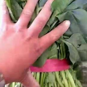 菠菜
