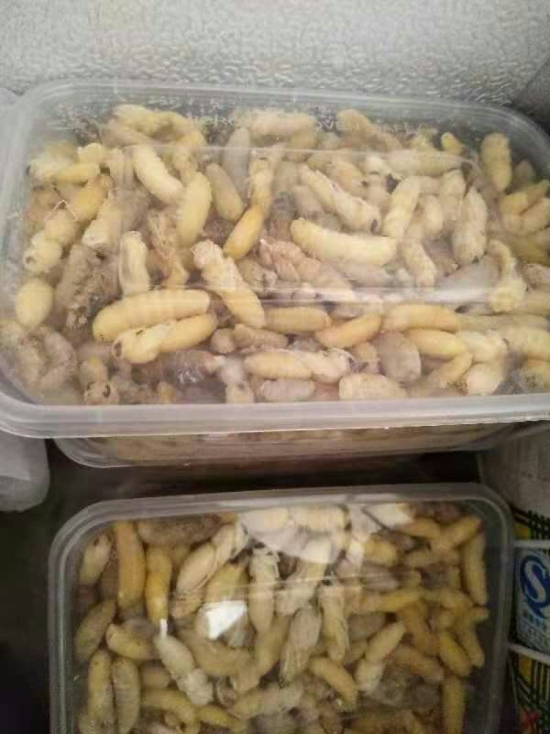 蜂蛹——冰冻蜂蛹各种蜂蛹