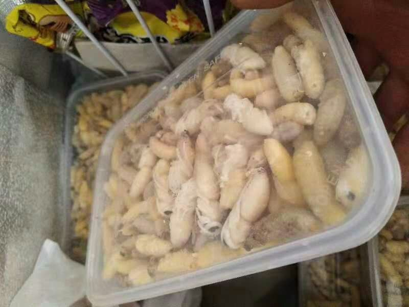 蜂蛹——冰冻蜂蛹各种蜂蛹