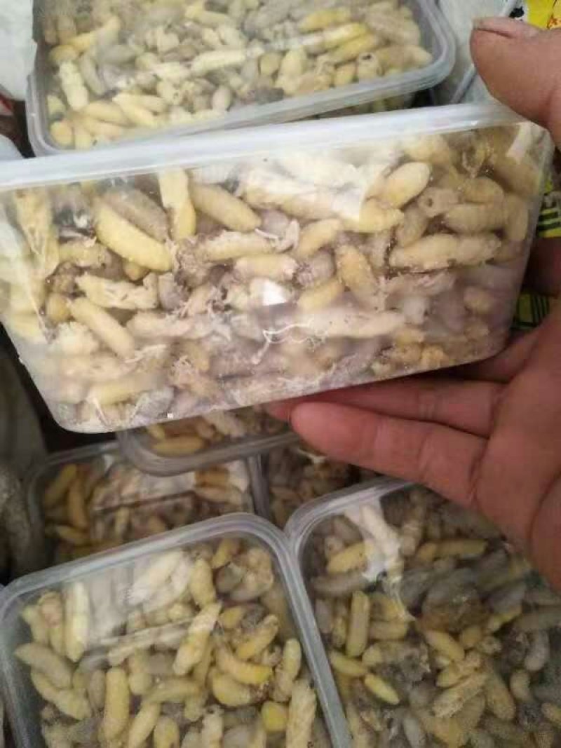 蜂蛹——冰冻蜂蛹各种蜂蛹