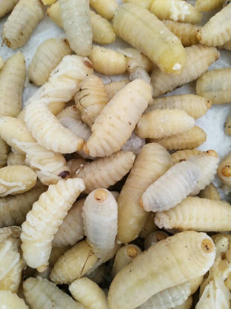蜂蛹——冰冻蜂蛹各种蜂蛹