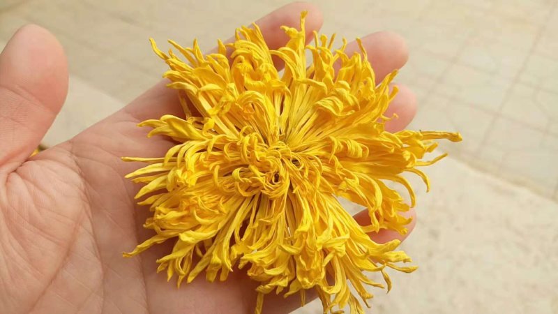 金丝皇菊