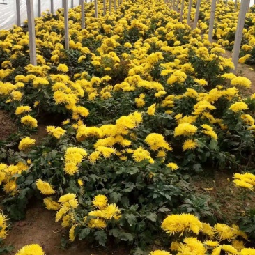 金丝皇菊