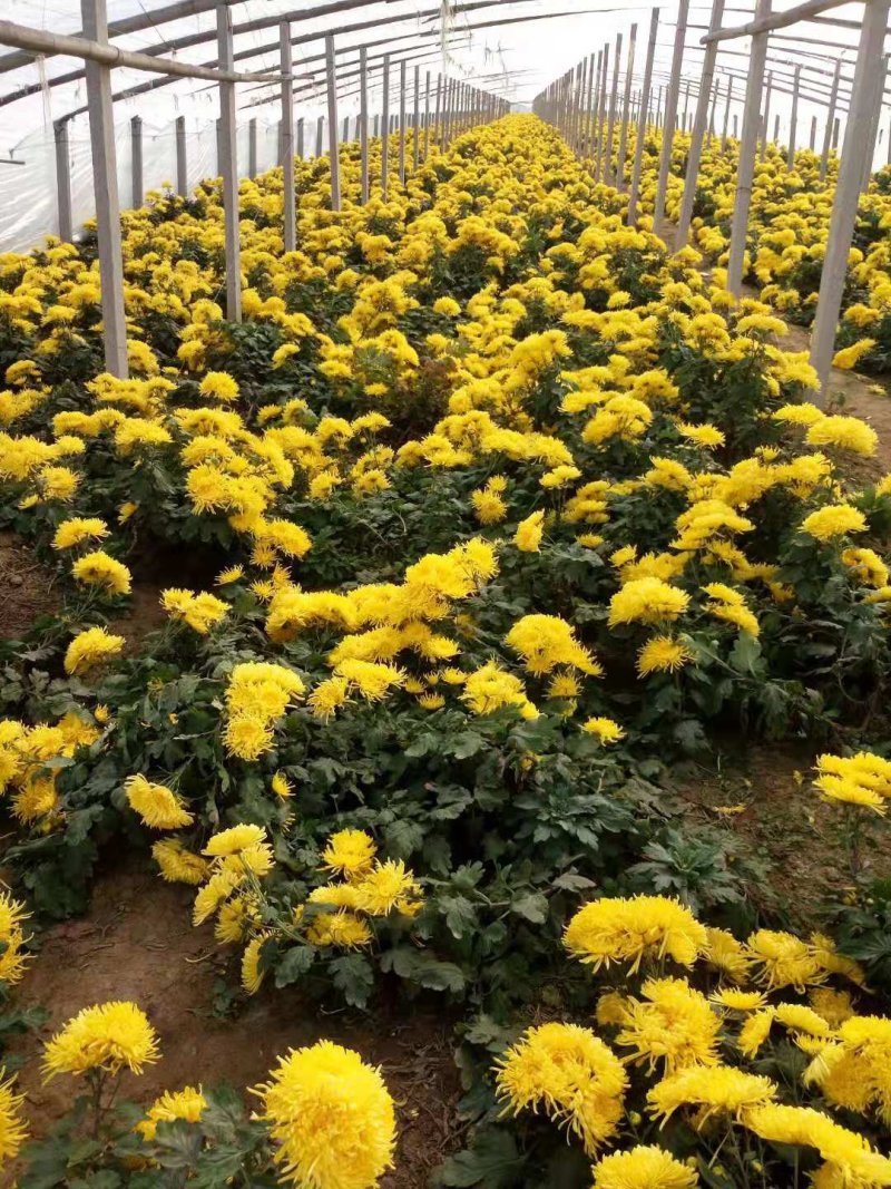 金丝皇菊