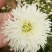 香菊花