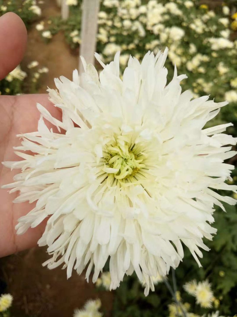 香菊花