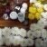 香菊花