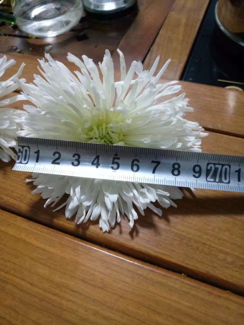 香菊花